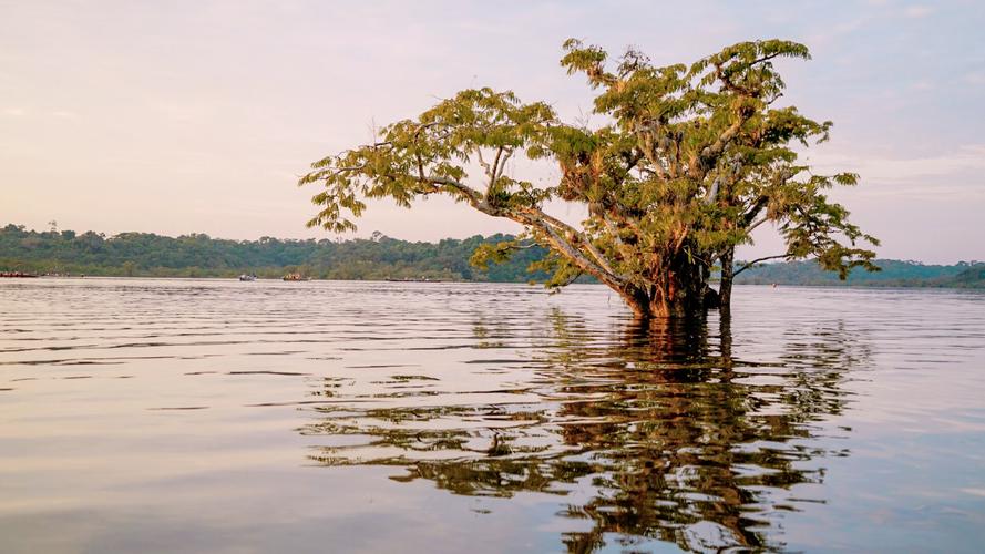 亚马逊河历险记全集手机在线观看高清免费版