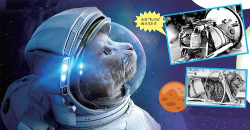 太空朋克猫手机高清免费在线观看