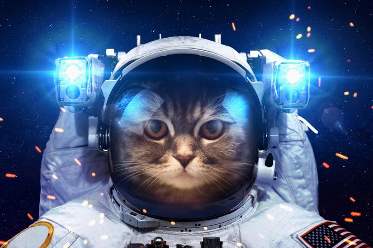 《太空朋克猫电影》BD高清免费在线观看