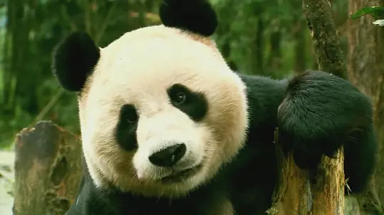 让熊猫飞免费观看在线