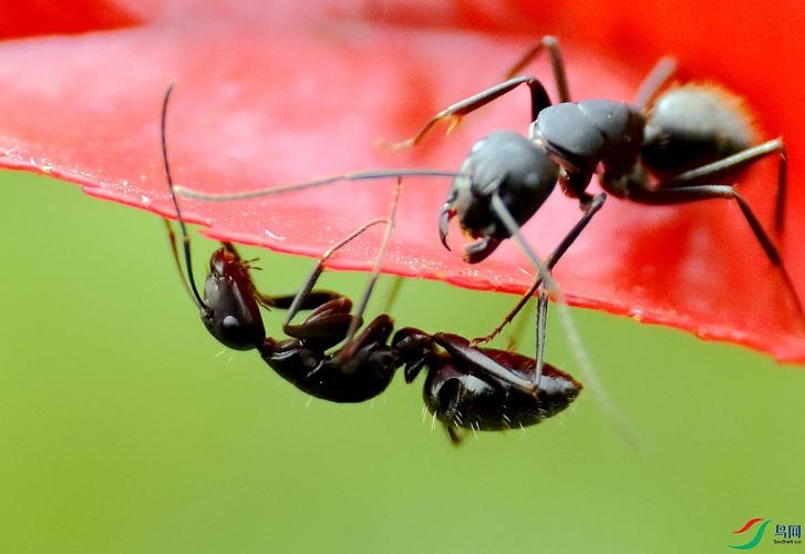 蚂蚁的袭击免费观看在线