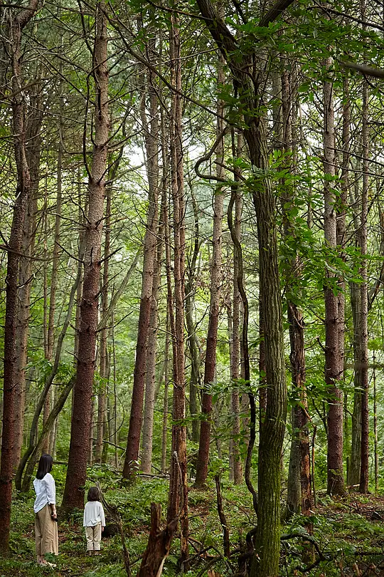 苌山虎剧情介绍