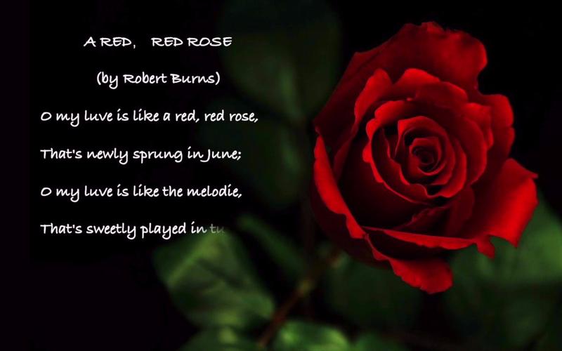 Red Rose免费高清播放