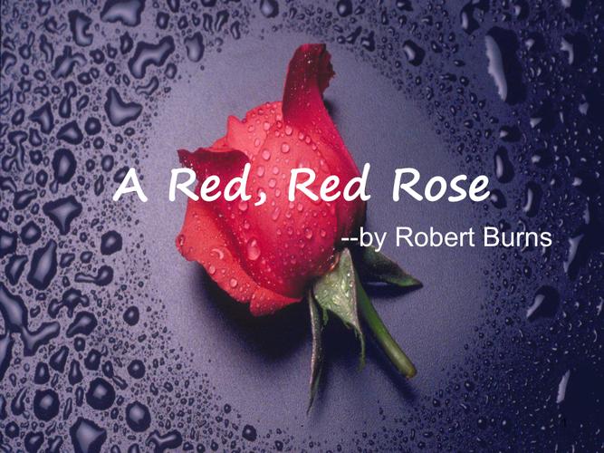 Red Rose完整版高清在线播放