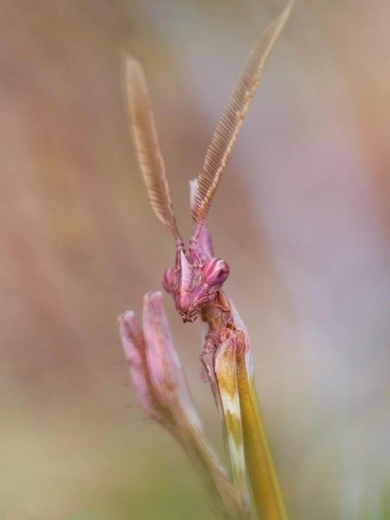 《Empusa》HD电影手机在线观看