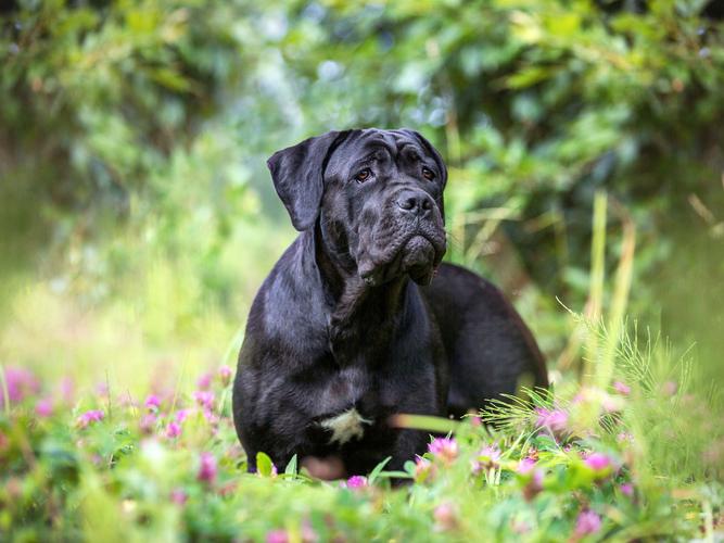 《Schäferhund Süss Sauer》高清免费播放