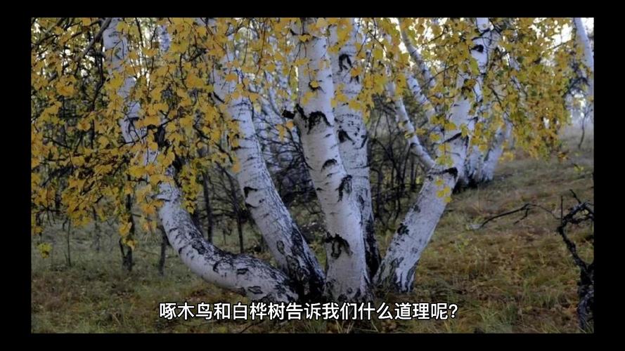 白桦树HD高清完整版视频免费观看