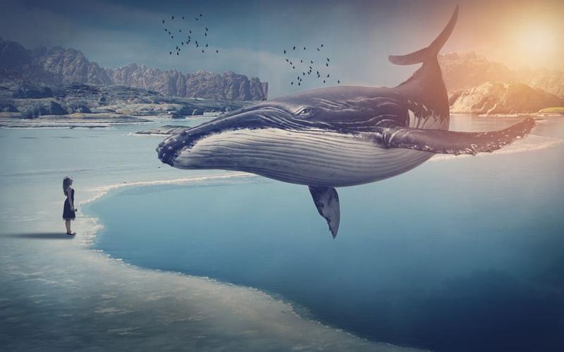 飞翔的鲸鱼免费视频在线观看