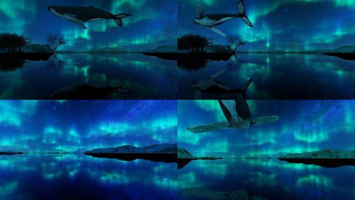 飞翔的鲸鱼电影国语版精彩集锦在线观看