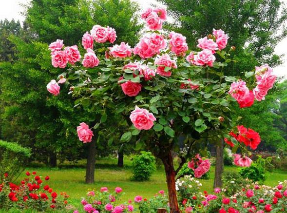 《神奇的玫瑰树电影》BD高清免费在线观看