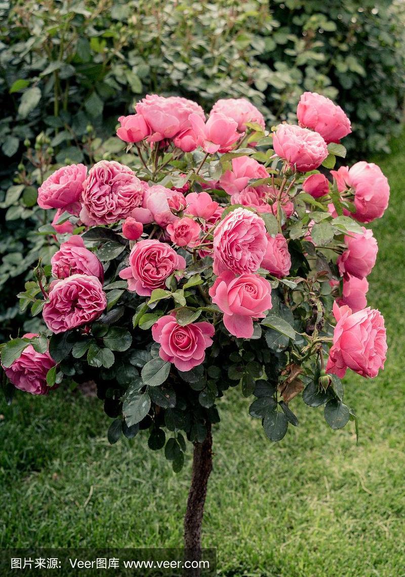 神奇的玫瑰树免费版超清