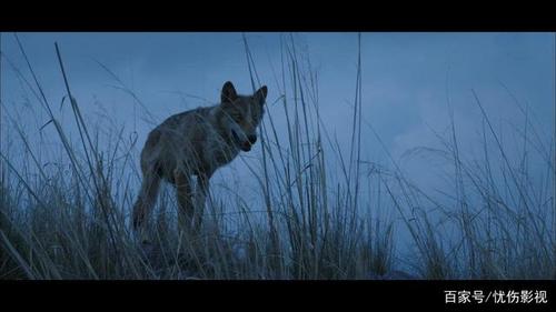 狼电影高清1080P在线观看
