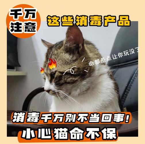 《别养猫咪》免费在线播放