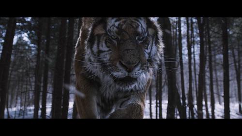 《动物凶猛》电影免费在线观看高清完整版