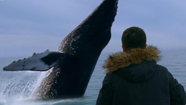 鲸鱼腹中免费观看流畅