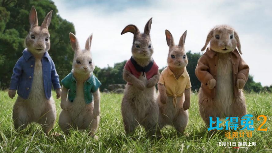 了解你的兔子免费大电影