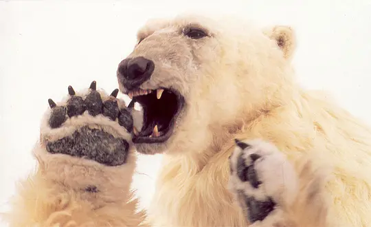 北极熊王子电影免费版高清在线观看