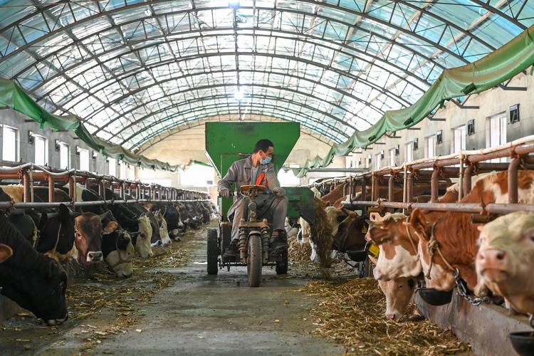 Livestock迅雷电影下载