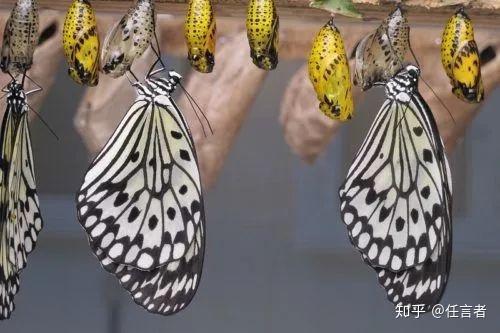 Butterfly zone - Il senso della farfalla影视免费观看