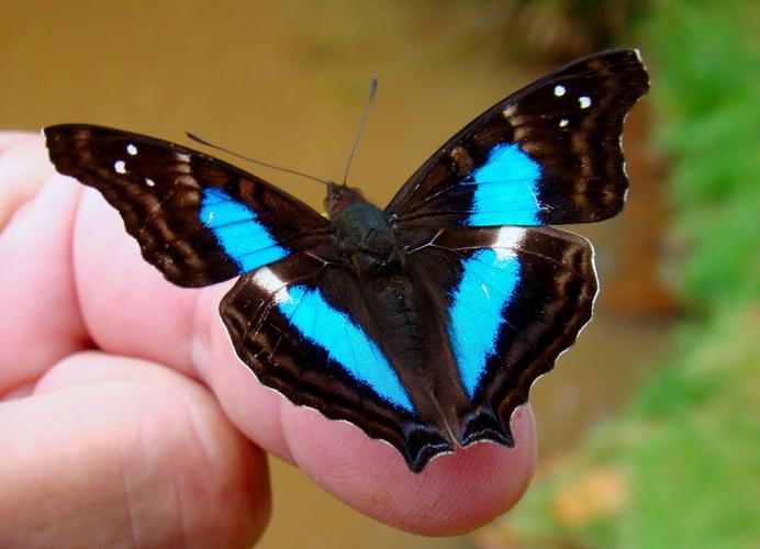 Butterfly zone - Il senso della farfalla免费完整版
