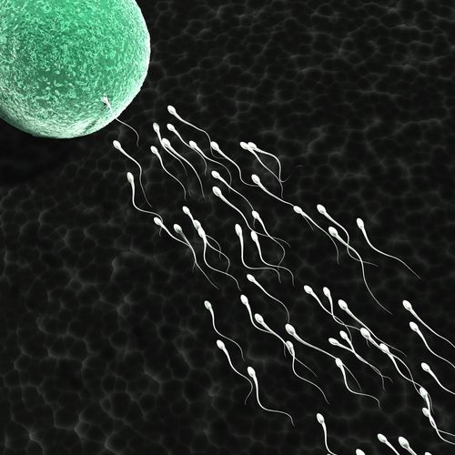 生殖细胞在线观看网盘