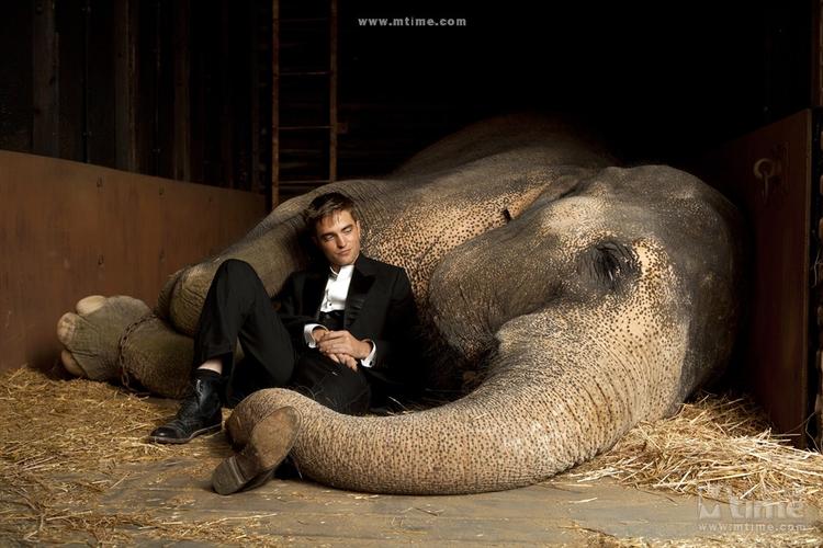 《大象电影》免费在线观看