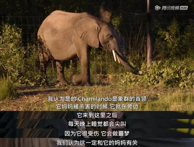 《大象》电影高清完整版手机在线观看