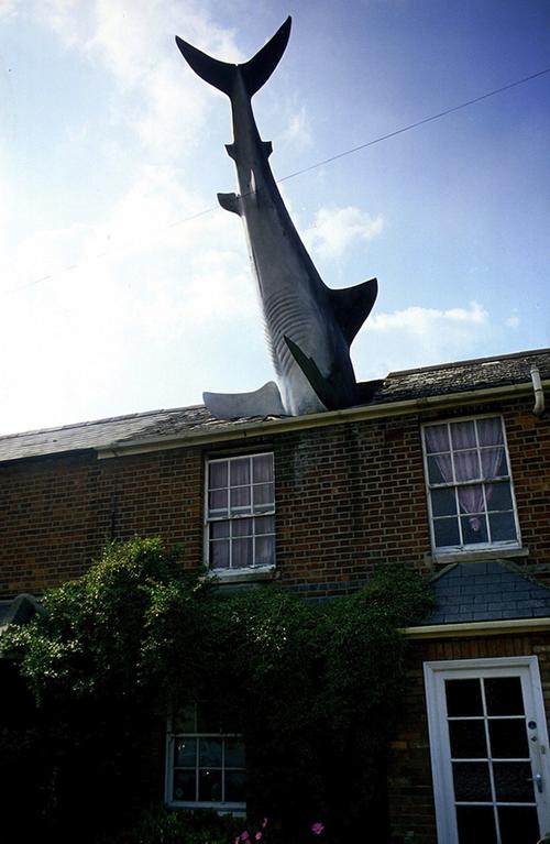 《Amityville Shark House》在线完整观看免费蓝光版