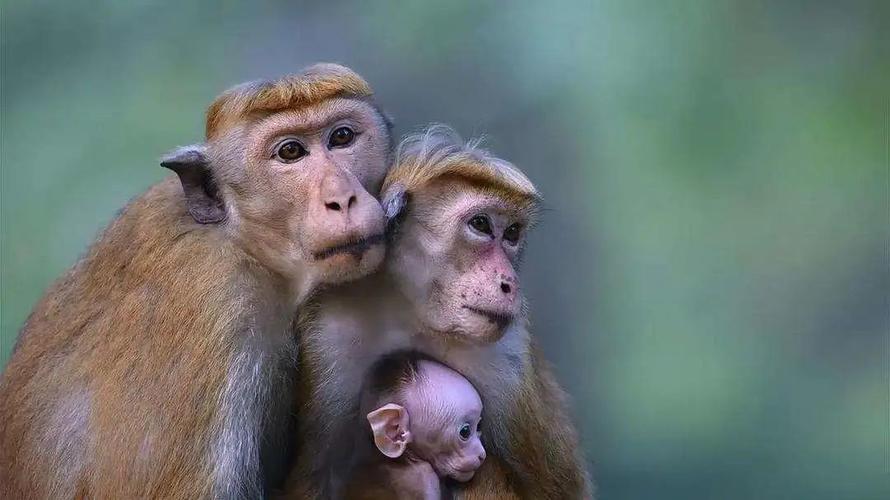 《猴子电影》BD高清免费在线观看