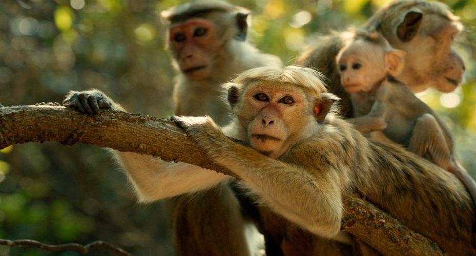 电影《猴子》免费在线观看