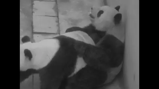 熊猫 熊猫全集播放高清免费版