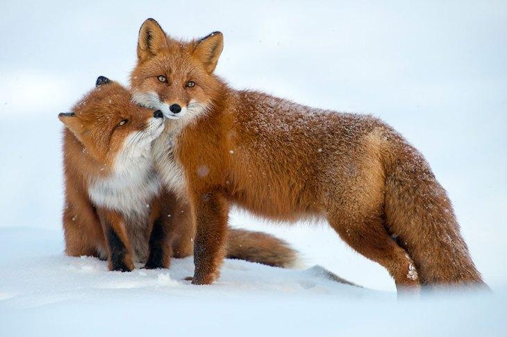 Foxes百度云ddd