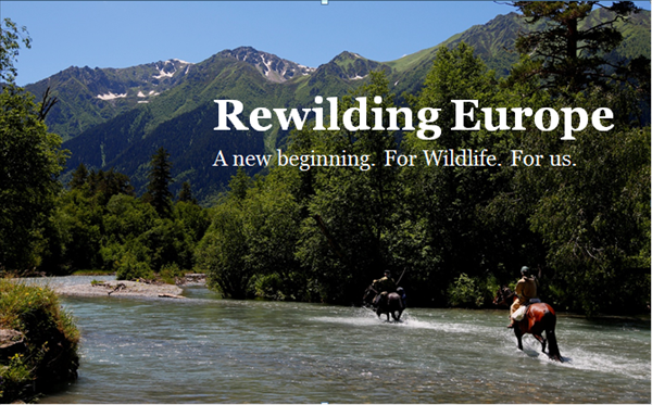 Rewilding手机免费在线播放