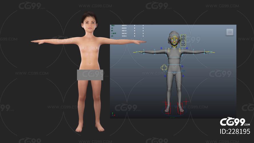 人体模型高清完整版免费在线观看
