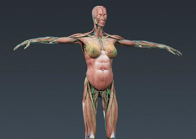 《人体模型》免费在线播放