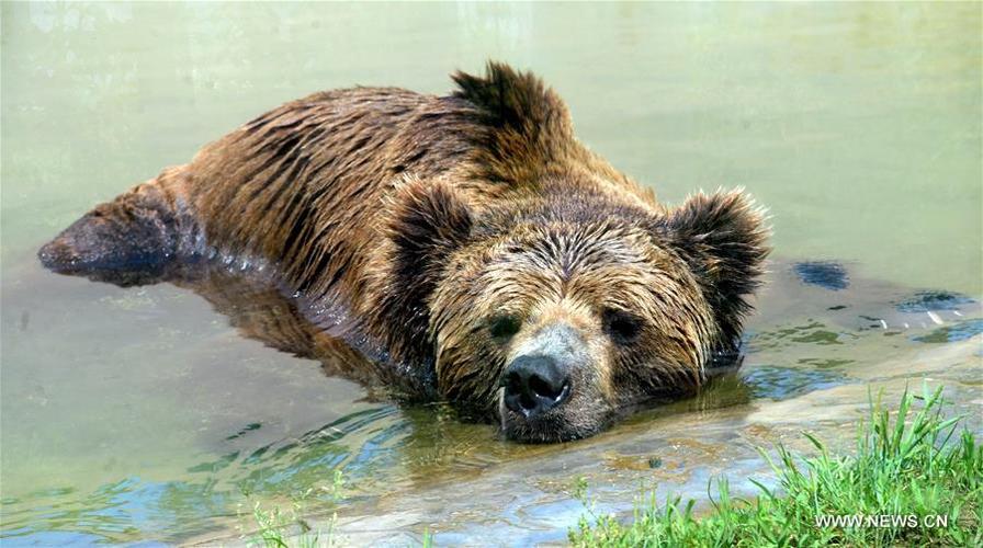 Un ours dans le Jura国语电影完整版