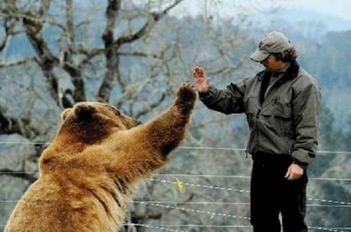 Un ours dans le Jura在线播放高清版