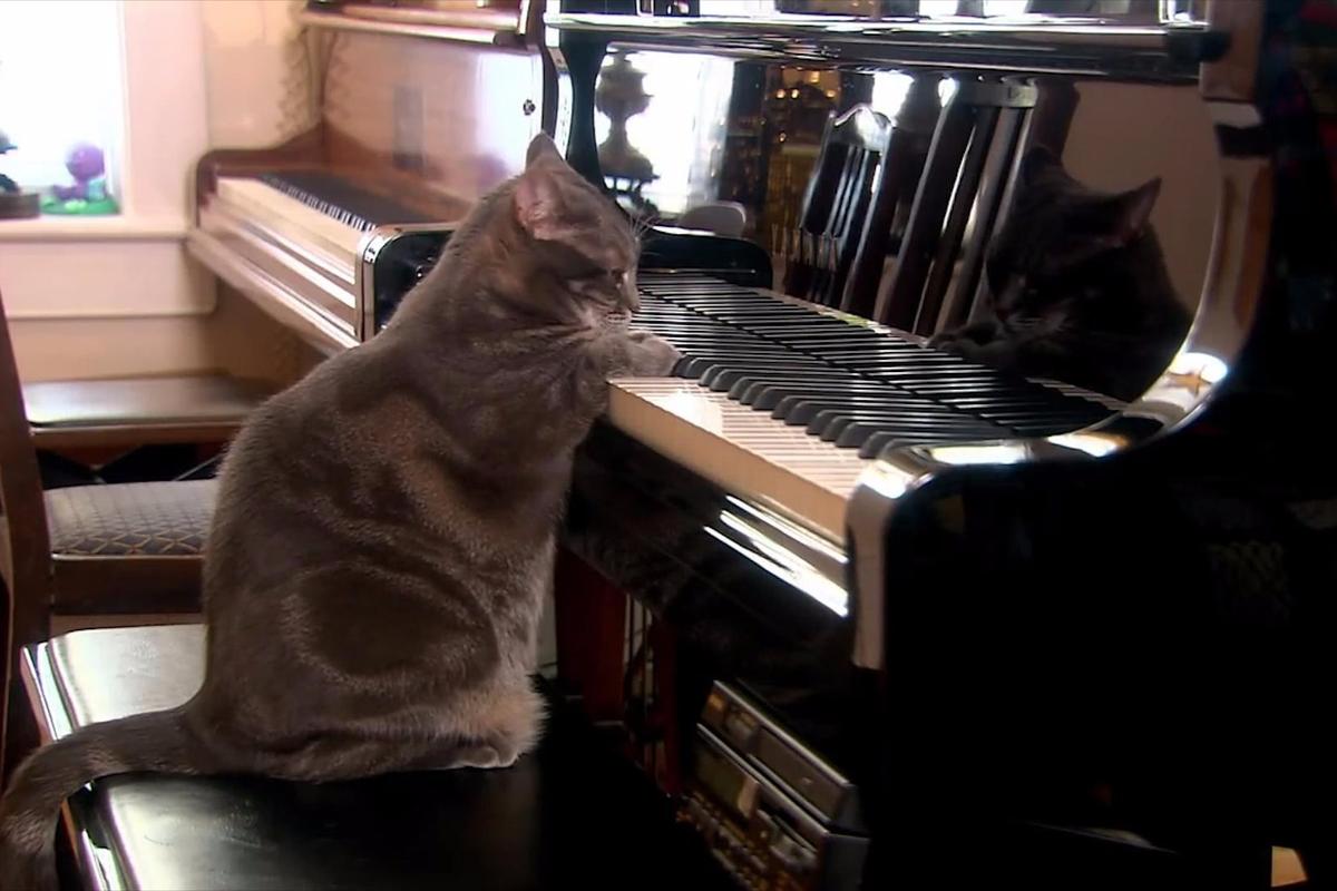 猫咪钢琴免费视频在线观看