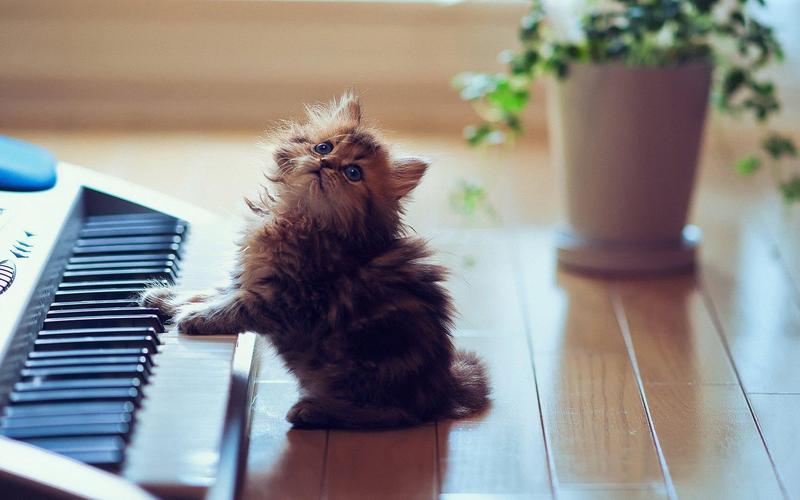 猫咪钢琴电影高清在线观看
