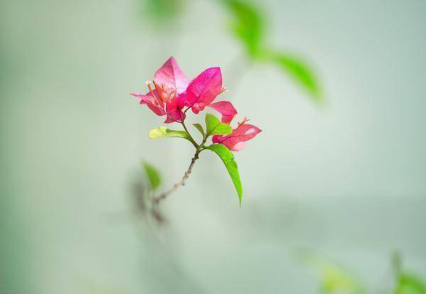 迷離春色芙蓉帳剧情解析