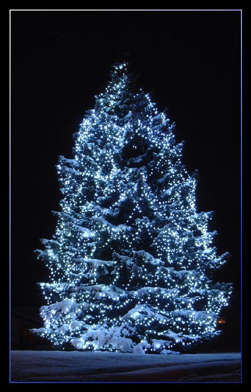 The Magic Christmas Tree百度网盘