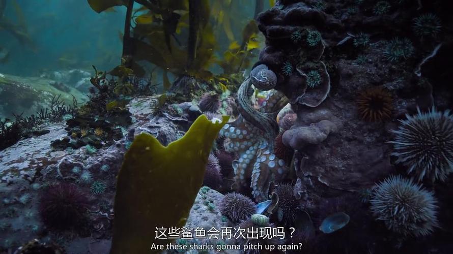 《Octopus》手机在线高清观看