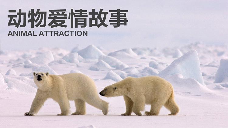《Animal Attraction III》完整版免费播放