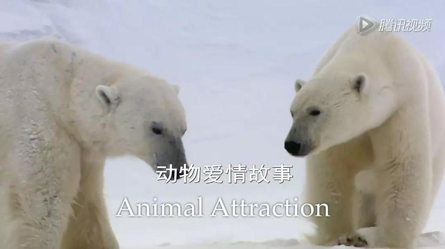 Animal Attraction III完整版高清在线播放