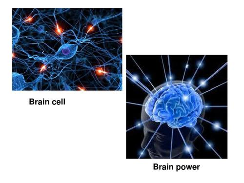 Braincell在线观看免费国语高清