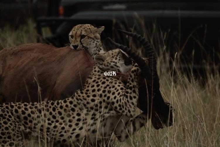 狩猎动物电影国语版精彩集锦在线观看